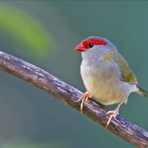 Meet your Posher, Alisa